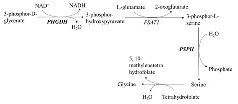 Phosphoglycerate dehydrogenase .